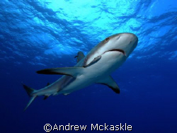 Curious Shark by Andrew Mckaskle 